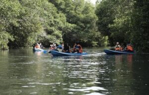 Mangrove Explore Tourism  (Ist / beritabali.com)