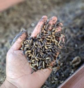 Maggot Cultivation by EcoRanger (EcoRanger)